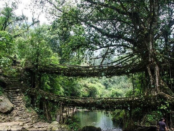 Living Bridges of Meghalaya, India
