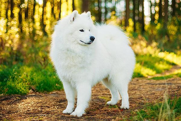 Samoyeds