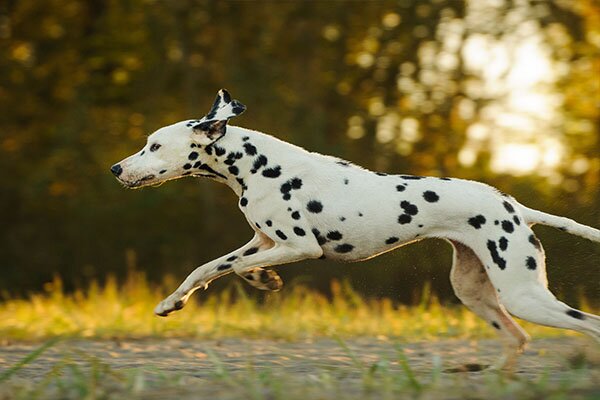 Dalmatian