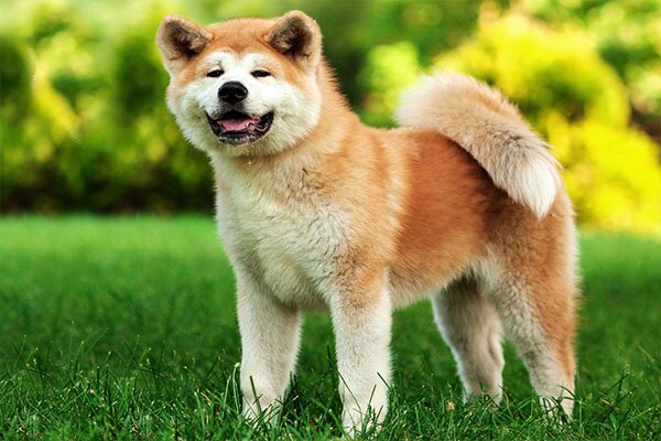 Akita Inu