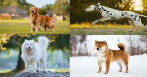 25 Most Beautiful Dog Breeds