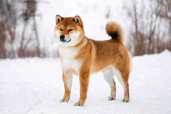 Shiba Inu