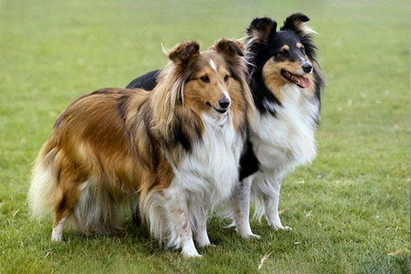 Most Beautiful Dog Breeds