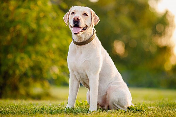 Labrador Retrievers
