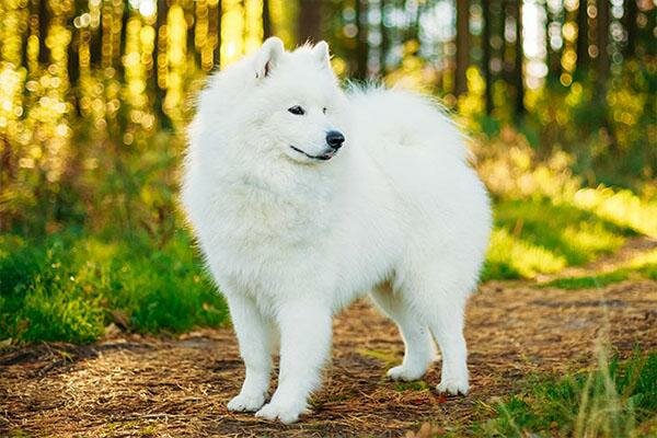 Samoyed