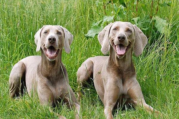 Weimaraner