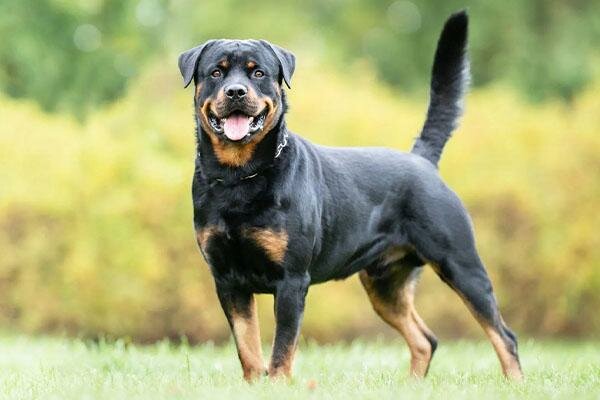 Rottweiler