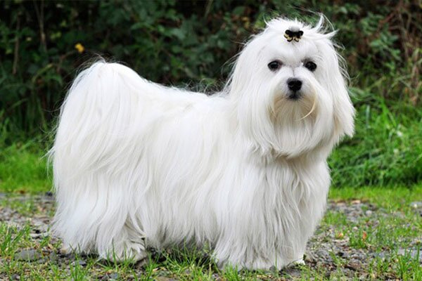 Maltese