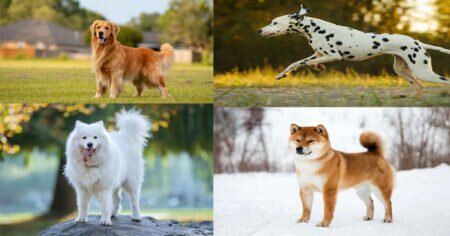 25 Most Beautiful Dog Breeds