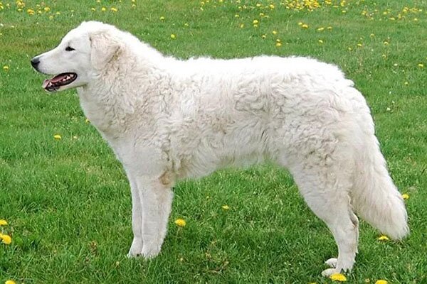 Kuvasz
