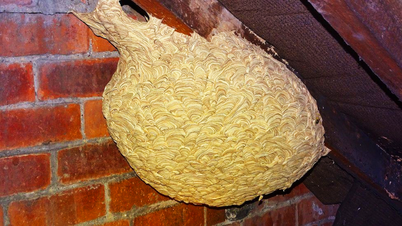 A Large Hornet's Nest