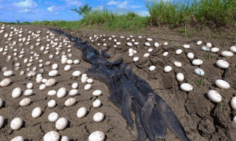 Mysterious Eggs Found In Farmer's Crops

