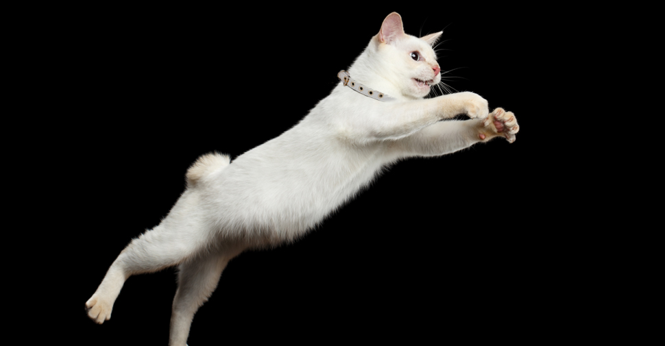 A House Cat Can Reach Speeds of up to 30MPH