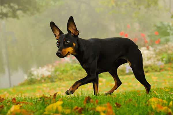 Manchester Terrier and toy Manchester