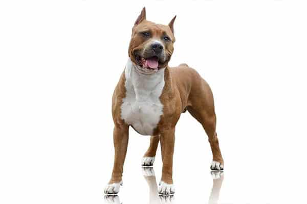 Staffordshire and Pit Bull Terriers