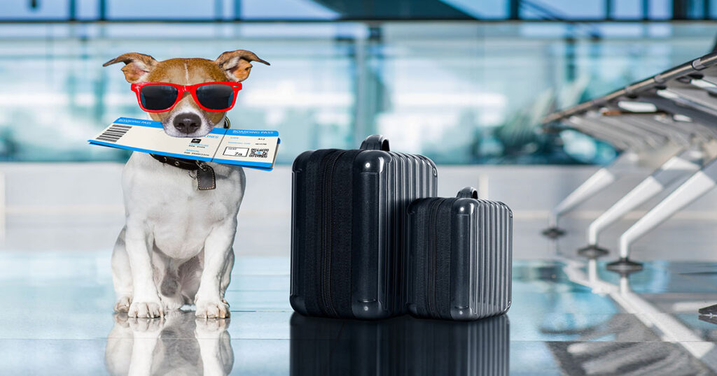 Traveling With Your Pet