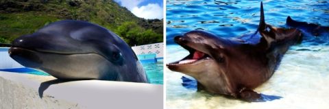  Wholphin