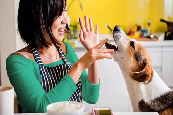 Healthy and Tasty Pet Meals